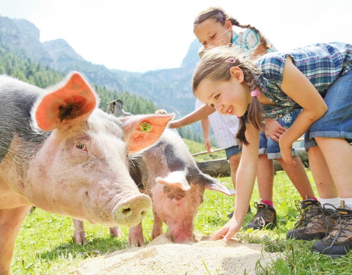 Kindern streicheln Schweine auf der Ennslehenhütte © Flachau Tourismus