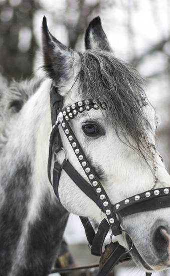 Pferdekutschenfahren